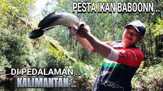 PANEN IKAN TOMAN MONSTER DI SUNGAI HUTAN KALIMANTAN ..  ..