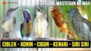 SPECIAL MASTERAN BURUNG KECIL CIBLEK KRISTAL - SIRI SIRI - KENARI - CIBLEK GUNUNG - KONIN