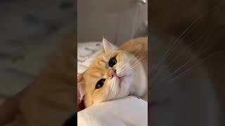 A Journey of Unconditional Affection.#cutebaby #cat #cats #cute #funny #pets #cutecat #catvideos