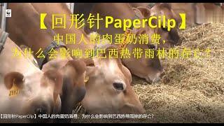 【回形针PaperCilp原视频】中国人的肉蛋奶消费，为什么会影响到巴西热带雨林的存亡？