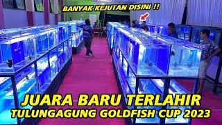 Juara Baru Terlahir ‼ Banyak Kejutan di Tulungagung Goldfish Cup 2023 Kali Ini