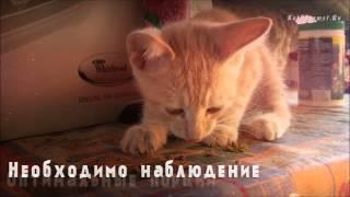 Чем кормить месячного котенка