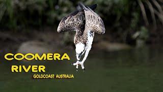 Osprey diving for fish. Coomera River Gold coast Australia