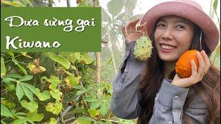 Dưa Sừng Gai Kiwano | Loại Dưa Chuột Kỳ Dị Có Gai Tua Tủa, Mùi Như Chuối Vị Như Kiwi Và Chanh Dây