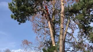 Baumfällung mit Seilklettertechnik und Steigeisen [Treeclimbing]