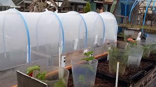 Andermatt Insectonet Plastic Free Insect Netting Product Review  Simple Hoop House Construction