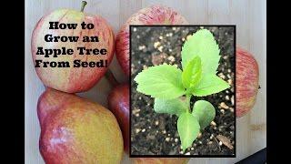 How to Grow an Apple Tree From Seed!