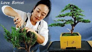 Recovering a forgotten Chinese juniper - Love Bonsai