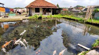 Bikin Takjub ‼️ Melihat Air Jernih Melimpah Di Kampung Kancra, Suasana Pedesaan Sumedang Jawabarat