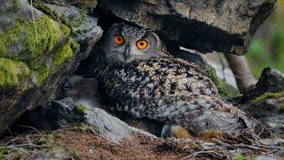 Eurasian Eagle Owl Nesting under a Rock ~ Bubo bubo