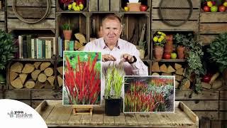 Imperata 'Red Baron'   Blood Grass