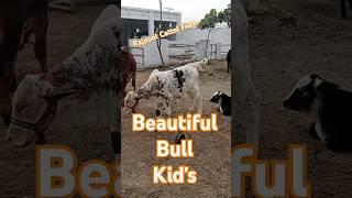 Usman Akbar #trending #zamzamelectroni #farmanimals #youtubeshorts #animals #celebration