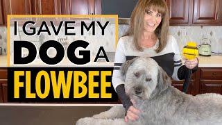 Wheaten Terrier: I Gave My Dog a Flowbee