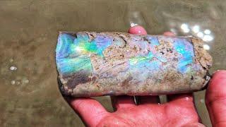 Ammolite Gem  Jackpot! HUGE Ammonite DeathBed Discovery #MontanaGems