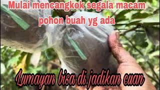 Mencangkok  Banyak X Pohon Buah yg Ada di Kebunku  ‼️  kita bisa karena terbiasa