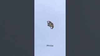 Female Peregrine Falcon Stoops down to perch on the cliff with a prey. #falcons #peregrinefalcon