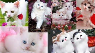 Cute cat dp images ||Cat Wall paper dp #dpzpics #whatsapp dp images| Cute cat dpz