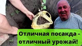 Посадка саженцев винограда весной. Посадочная яма для винограда.