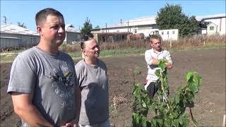 Визит Старосты Евгения в Господарул. Часть IV. Саженцы фундука привитого на орехе медвежьем