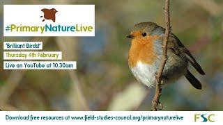 FSC | Primary Nature Live | Brilliant Birds