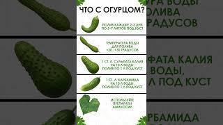 БЫСТРЫЙ способ проверить, что НЕ ТАК с огурцами! #огурцы #садоводство #огород