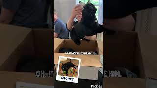 Custom Cat Stuffed Animal Unboxings | MyPetsies©