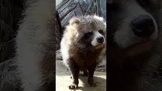 Raccoon dog