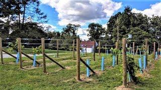 Starting a Backyard Vineyard