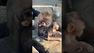 Baby Monkeys at Angkor Wat Cambodia #travel #cambodia #angkorwat #cambodiatourism #gowiththeflo