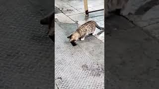 Real Life TOM and JERRY - Cat Catching mouse (Look at this) || Yhoja 2 #cat #funny #animals #pets