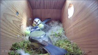 15th April 2021 - Blue tit nest box live camera highlights