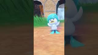 Evolving Quaxley into Quaxwell!!! (Pokémon Scarlet and Violet)