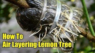 How To Air Layering Lemon Tree