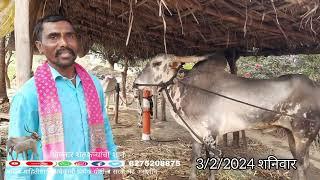 उमेश चव्हाण शिंगेवाडी माढा सोलापूर #cow #bull #khillar #खिल्लार #khillarbail #खिल्लार_बैलप्रेमी