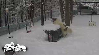 雪で思うようにジャンプできずテーブルに上がれなかったベルです　Great Pyrenees　グレートピレニーズ