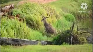 Wild dogs hunting spotted deer.