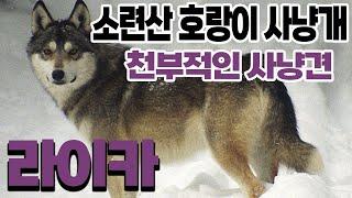 '전 세계 사냥 No.1 사냥개 라이카(Laika) '