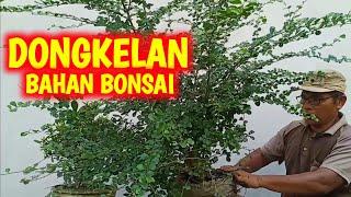 Tahap Awal Cara Membuat Bonsai Untuk Pemula