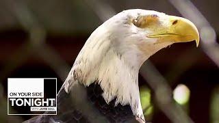 Carolina Raptor Center Working To Rehabilitate Raptors