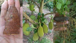 How to Grow Jackfruit Branches100% Successful Roots and branches grow well