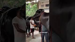 Laddu Yadav Introduced Bahubali Bull | Chappal Bazar Laddu Yadav Sadar 2024 #ladduyadavsadar #shorts