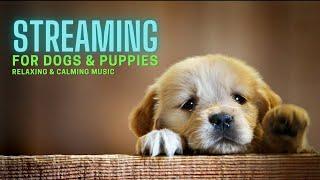 [LIVE] Healing MUSIC FOR DOGS to be calm and relaxed  Soothing DOG MUSIC to sleep or rest️