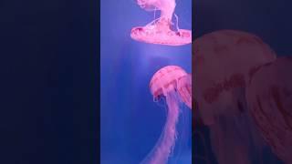 facts about jellyfish #viral #shorts #viralvideos #amazingfactsfacts #factshorts