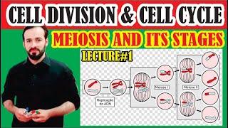 Meiosis | Meiosis made easy | Stages of Meiosis explained full | Gametogenesis | LECTURE-1