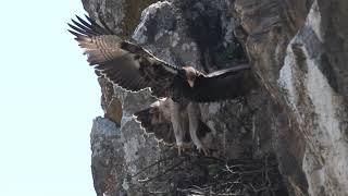 Black Eagle E5 fledgling's FIRST flight into freedom