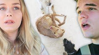 THEY ATTACKED MY DOG! (Vlog) W/Jelly