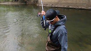 Sight fishing carp in DRY creek