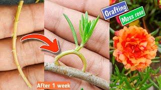 grafting multicolor Portulaca grandiflora/moss rose plant.