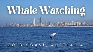 Whale Watching on a Yacht in Gold Coast, Australia  