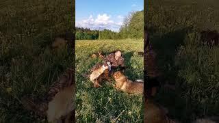 Злой восточник Норд. #историиизжизни #собака #восточник #кинолог